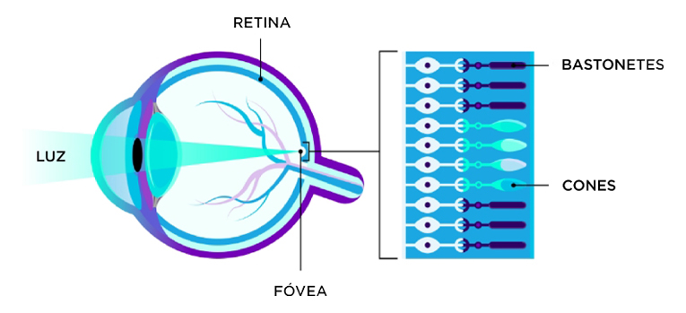 Imagem mostrando a visão lateral de um olho, com a luz vindo da esquerda, e indicando as estruturas oculares como retina (acima), fóvea (abaixo), cones e bastonetes na parte de trás do olho